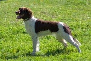 Lady Ziva van Achter de Duinen