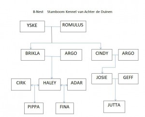 Schermopname STAMBOOM